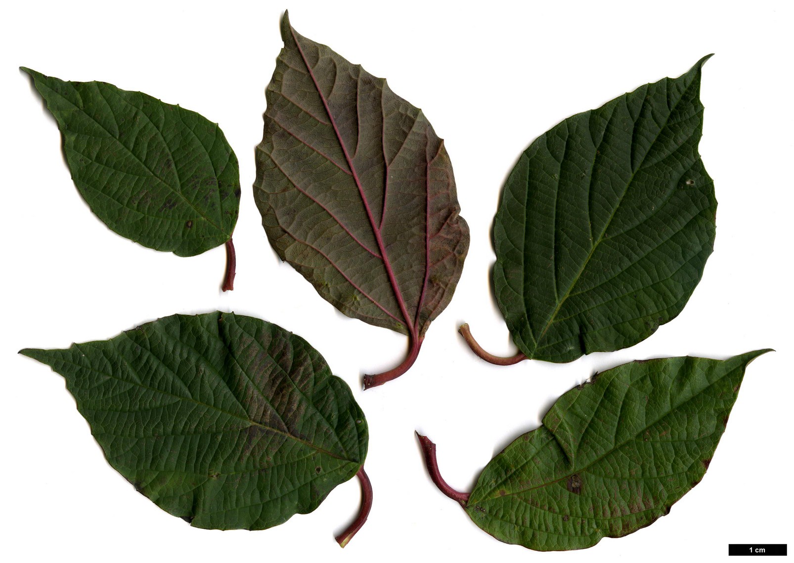 High resolution image: Family: Adoxaceae - Genus: Viburnum - Taxon: 'Huron' (V.japonicum × V.lobophyllum)